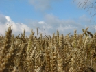 Argentina becomes first country to approve genetically modified wheat