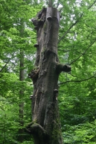 Scientists find genes to save ash trees from deadly beetle