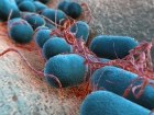 Researchers replace the genes of E. coli bacteria with synthesized genome