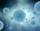New organoid culture method can verify human toxicity of nanomaterials