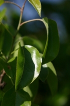 Poplars genetically modified not to harm air quality grow as well as non-modified trees