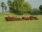 Researchers control cattle microbiomes to reduce methane and greenhouse gases