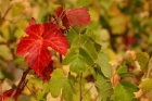 Watching plants switch on genes using a fluorescent protein