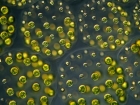 Microscopic vehicles propelled by swimming green algae could assist biological and environmental research