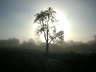 Creating pollen-free trees to combat hay fever