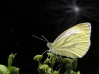 First release of genetically engineered moth could herald new era of crop protection