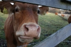 Producing milk from yeast that looks and tastes like cows milk