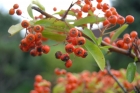 Cranberry-boosted lipstick inactivates viruses and bacteria on contact