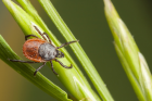 Tick-borne red meat allergy prevented in mice through new nanoparticle treatment