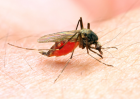 Mosquito-spreading drones could slash the spread of disease
