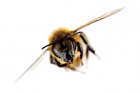 Pollen-sized particles give bees immunity to insecticides