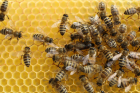 Discovery of RNA transfer through royal jelly could aid development of honey bee vaccines