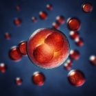 New molecule triggers burst of white blood cells to fight infections