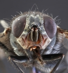 Engineering speciation events in insects may be used to control harmful pests