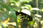 Can butterfly wings help detect COVID-19 faster?