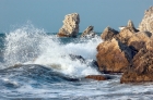 Waterborne DNA provides a picture of coral reef health