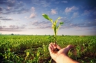 Smart soil grows 138% bigger crops using 40% less water
