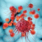 Synthetic immune protein rallies the troops to fight cancer