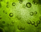 Newly identified algal strains rich in phosphorus could improve wastewater treatment