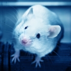 Mice created with full human immune systems for the first time