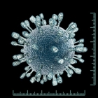 Scientists design nanotraps to catch, clear coronavirus