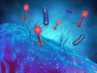 Bacterias natural self-destruct mechanism used to fight infections