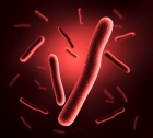 Vibrio natriegens: Low-cost microbe could speed biological discovery